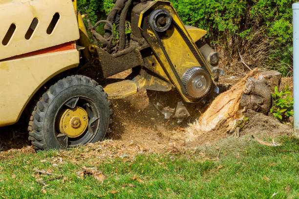 Leaf Removal