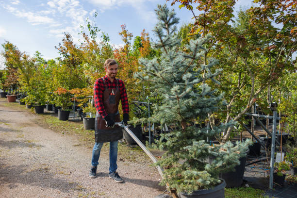 How Our Tree Care Process Works  in  La Paloma, TX